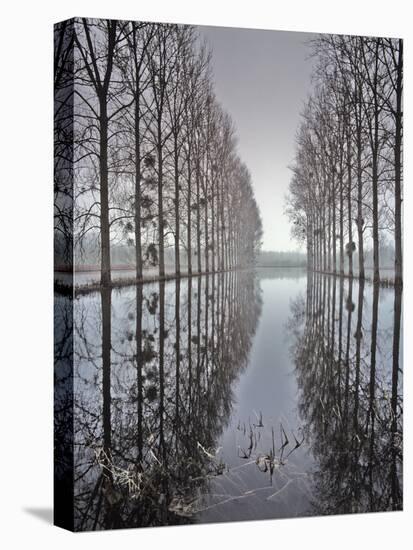 Two Rows of Poplar (Populus Sp-Pascal Tordeux-Premier Image Canvas