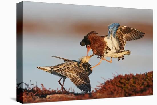 Two Ruffs competing at a lek, Vardo, Norway-Markus Varesvuo-Premier Image Canvas