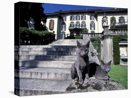 Two Russian Blue Cats Sunning on Garden Stone Steps, Italy-Adriano Bacchella-Premier Image Canvas