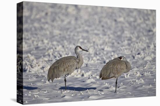 Two Sandhill Crane (Grus Canadensis) in the Snow-James Hager-Premier Image Canvas