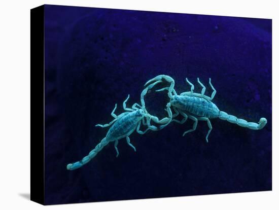 Two Scorpions Under Blacklight, Maverick County, Texas, USA-Cathy & Gordon Illg-Premier Image Canvas
