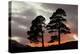 Two Scots Pine Trees (Pinus Sylvestris) Silhouetted at Sunset, Glen Affric, Scotland, UK-Peter Cairns-Premier Image Canvas