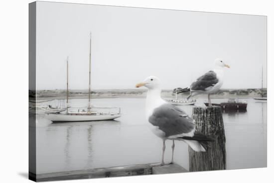 Two Seagulls & Boats-Moises Levy-Stretched Canvas