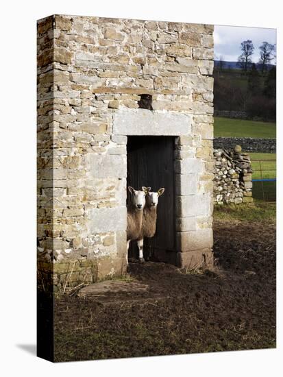 Two Sheep in a Field Barn Near Aysgarth, Yorkshire Dales, England, United Kingdom, Europe-Mark Sunderland-Premier Image Canvas
