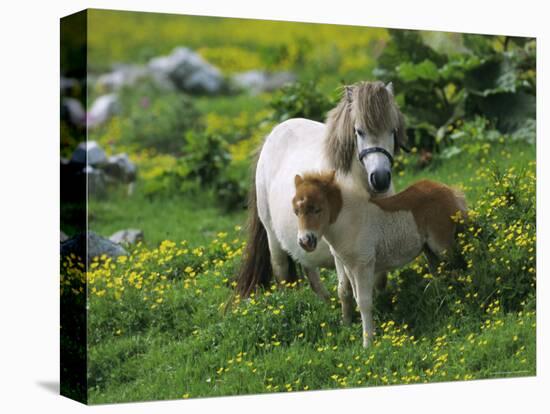 Two Shetland Ponies, Shetland Islands, Scotland, UK, Europe-David Tipling-Premier Image Canvas