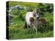 Two Shetland Ponies, Shetland Islands, Scotland, UK, Europe-David Tipling-Premier Image Canvas