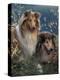 Two Shetland Sheepdogs Panting-Adriano Bacchella-Premier Image Canvas