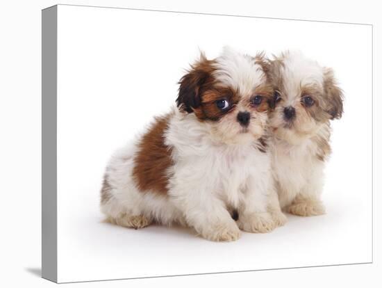 Two Shih Tzu Pups Sitting Together, 7 Weeks Old-Jane Burton-Premier Image Canvas