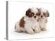 Two Shih Tzu Pups Sitting Together, 7 Weeks Old-Jane Burton-Premier Image Canvas