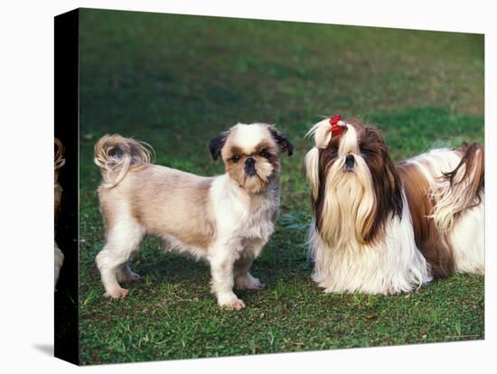 Two Shih Tzus, One Has Been Clipped and the Other with Groomed Long Hair-Adriano Bacchella-Premier Image Canvas