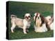 Two Shih Tzus, One Has Been Clipped and the Other with Groomed Long Hair-Adriano Bacchella-Premier Image Canvas