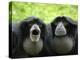 Two Siamang Gibbons Calling, Vocal Pouches Inflated, Endangered, from Se Asia-Eric Baccega-Premier Image Canvas