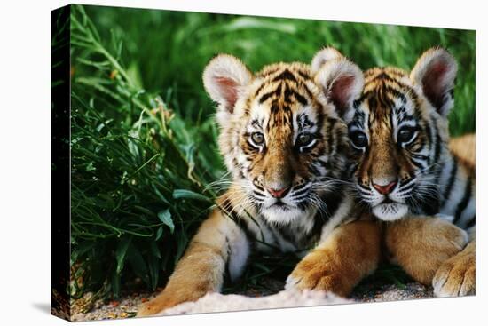 Two Siberian Tiger Cubs-W^ Perry Conway-Premier Image Canvas