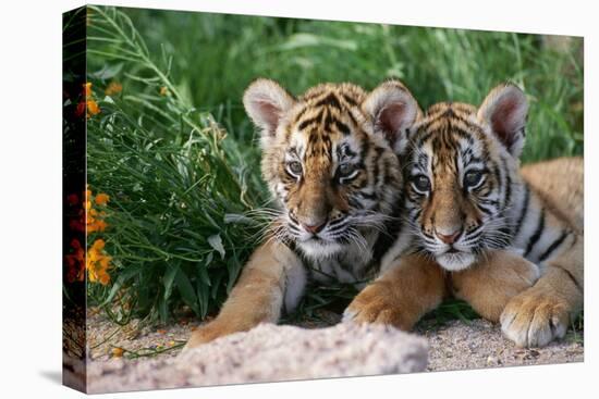 Two Siberian Tiger Cubs-W^ Perry Conway-Premier Image Canvas