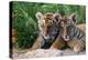 Two Siberian Tiger Cubs-W^ Perry Conway-Premier Image Canvas