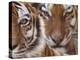 Two Siberian Tigers Portraits-Edwin Giesbers-Premier Image Canvas