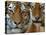 Two Siberian Tigers Portraits-Edwin Giesbers-Premier Image Canvas