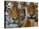 Two Siberian Tigers Portraits-Edwin Giesbers-Premier Image Canvas