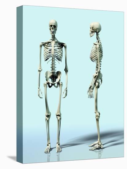 Two Skeletons-Matthias Kulka-Premier Image Canvas