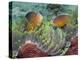 Two Skunk Anemone Fish and Indian Bulb Anemone-null-Premier Image Canvas