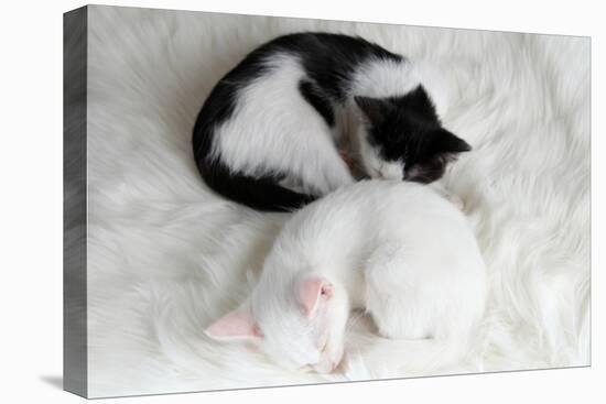 Two Sleeping Little Kitten On White Carpet-Yastremska-Stretched Canvas