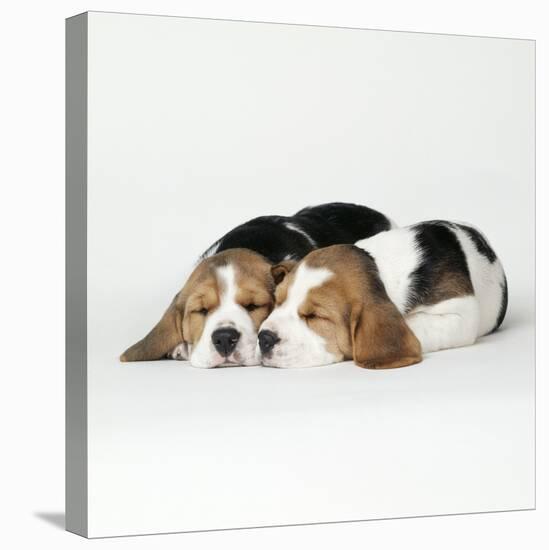 Two Sleeping Puppies-null-Premier Image Canvas