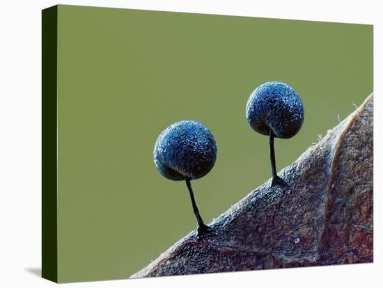 Two Slime mould sporangia forming on decaying leaf, UK-Andy Sands-Premier Image Canvas