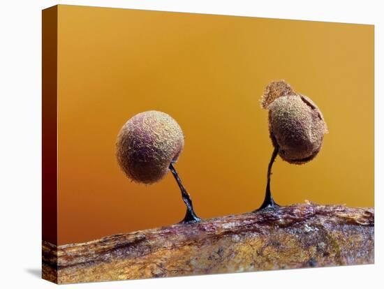 Two Slime mould sporangia forming on decaying leaf, UK-Andy Sands-Premier Image Canvas