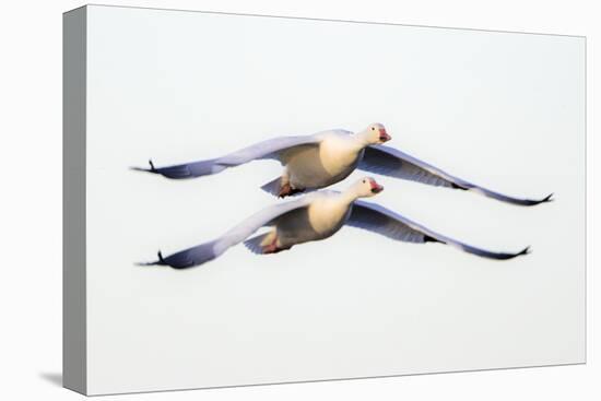 Two snow geese (Anser caerulescens) flying against clear sky, Soccoro, New Mexico, USA-Panoramic Images-Premier Image Canvas