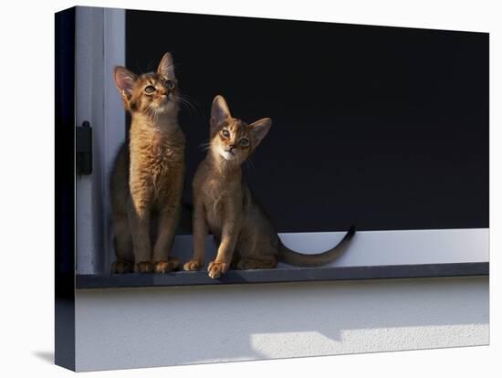 Two Somali Cats Sitting on Window Ledge, Italy-Adriano Bacchella-Premier Image Canvas