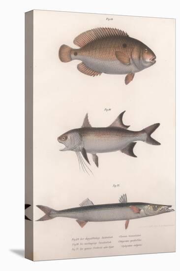 Two-Spot Bimaculus, African Redfin, Common Barracuda, C.1850S-null-Premier Image Canvas