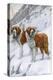 Two St Bernards in Snow-Louis Agassiz Fuertes-Stretched Canvas