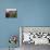 Two Steers Try to Keep Cool in a Small Area of Water on a Family Farm-null-Premier Image Canvas displayed on a wall