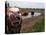 Two Steers Try to Keep Cool in a Small Area of Water on a Family Farm-null-Premier Image Canvas