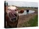 Two Steers Try to Keep Cool in a Small Area of Water on a Family Farm-null-Premier Image Canvas