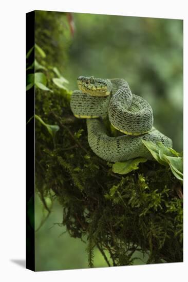 Two-Striped Forest Pitviper (Bothriopsis Bilineata Smaragdina) Amazon, Ecuador-Pete Oxford-Premier Image Canvas