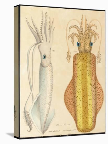 Two Studies of Cuttlefish, 1881 (Graphite and Watercolour)-Aloys Zotl-Premier Image Canvas