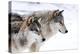 Two Sub Adult North American Timber Wolves (Canis Lupus) in Snow, Austria, Europe-Louise Murray-Premier Image Canvas