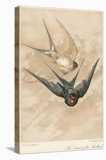 Two Swallows-J Giacomelli-Premier Image Canvas