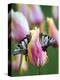 Two Swallowtail Butterflies on Tulip in Early Morning-Nancy Rotenberg-Premier Image Canvas