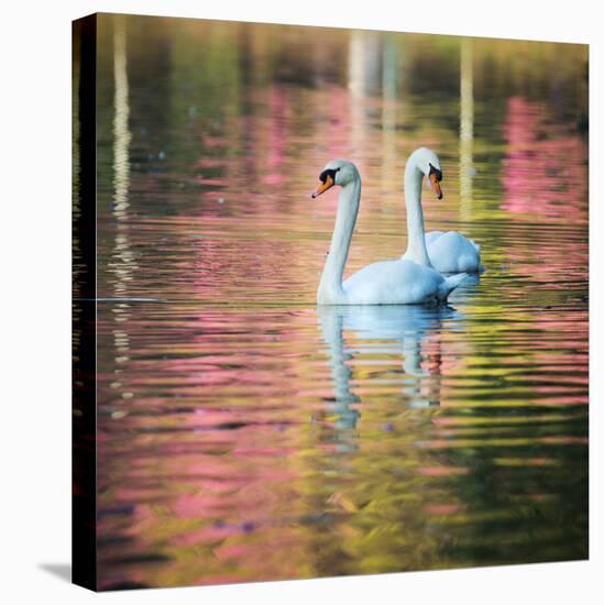Two Swans Float on a Colorful Reflective Lake-Alex Saberi-Premier Image Canvas