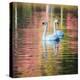 Two Swans Float on a Colorful Reflective Lake-Alex Saberi-Premier Image Canvas