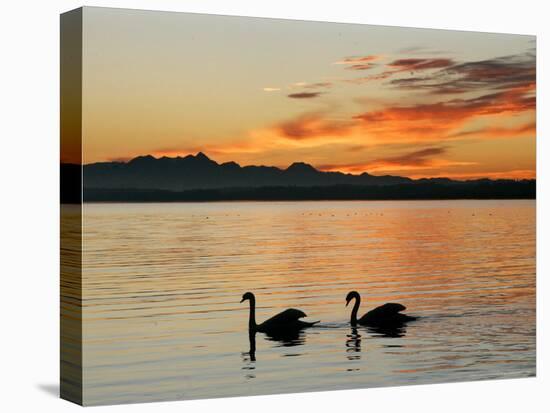 Two Swans Glide across Lake Chiemsee at Sunset near Seebruck, Germany-Diether Endlicher-Premier Image Canvas