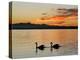 Two Swans Glide across Lake Chiemsee at Sunset near Seebruck, Germany-Diether Endlicher-Premier Image Canvas