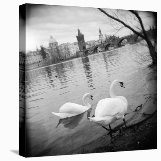 Two Swans in a River, Vltava River, Prague, Czech Republic-null-Premier Image Canvas