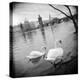 Two Swans in a River, Vltava River, Prague, Czech Republic-null-Premier Image Canvas