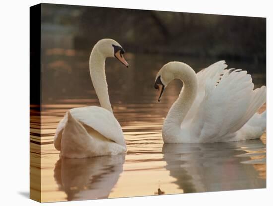 Two Swans on Water-Robert Harding-Premier Image Canvas