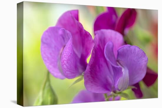 Two Sweet Pea Flowers-Cora Niele-Premier Image Canvas