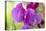 Two Sweet Pea Flowers-Cora Niele-Premier Image Canvas