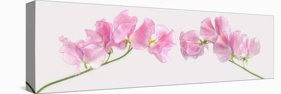 Two Sweet Peas-Cora Niele-Premier Image Canvas